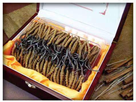 伊宁市冬虫夏草回收